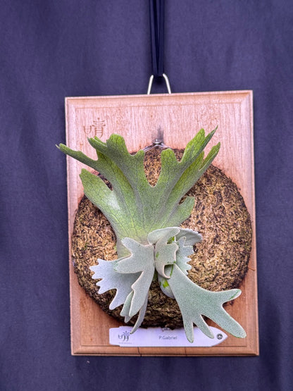 P. willinckii cv.'Gabriel' - Offset from Mother Plant - G-01