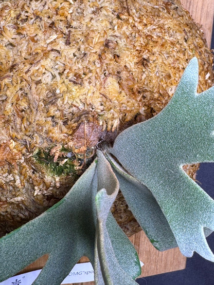 Platycerium Willinckii 'OMG' sporeling mounted - OMG-05