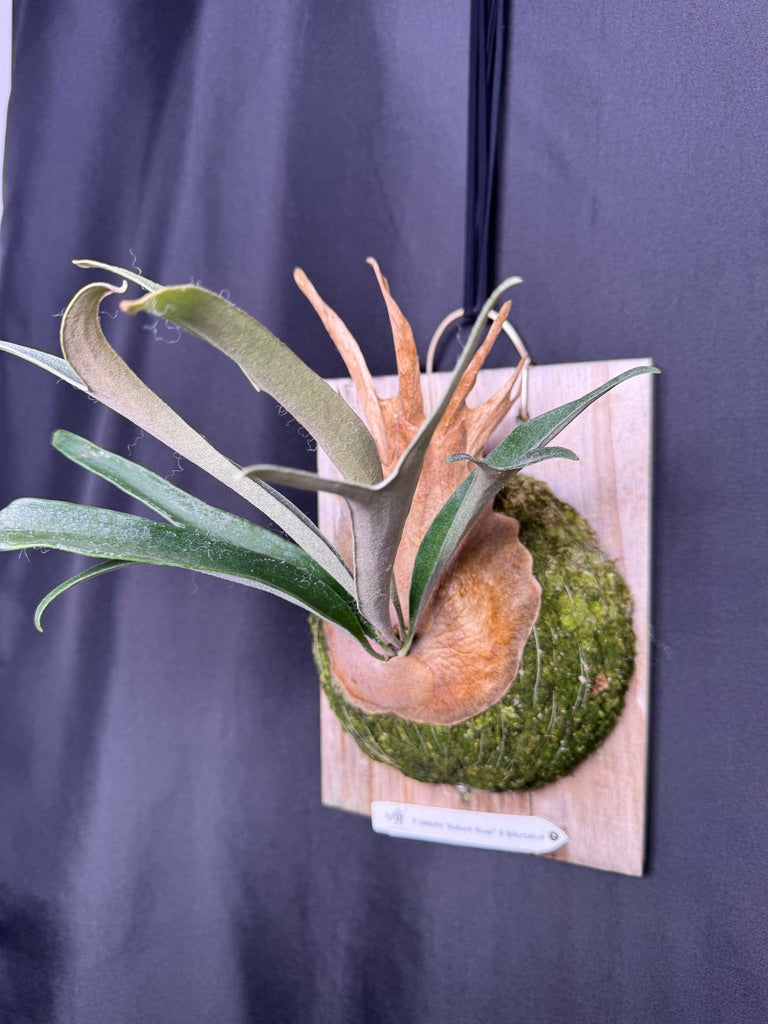 P. veitchii 'Auburn River' × bifurcatum • Ships Oct 13