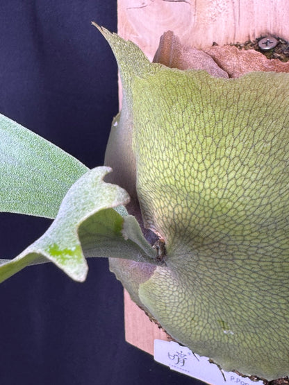 P.popcorn - Offset from Mother Plant - POP-01