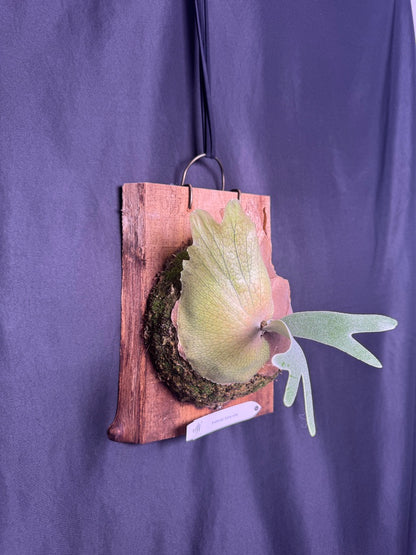 Platycerium willinckii 'Sunny cutie' mounted offset