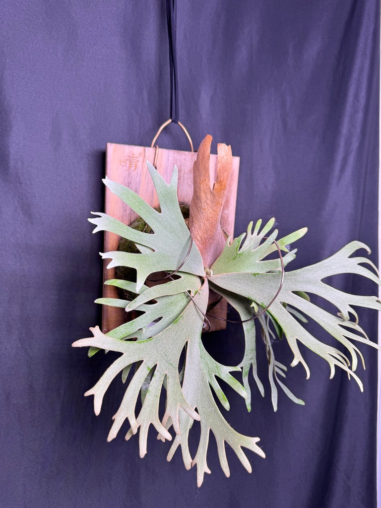P. willinckii 'Jade Girl' sporeling -  JG-01