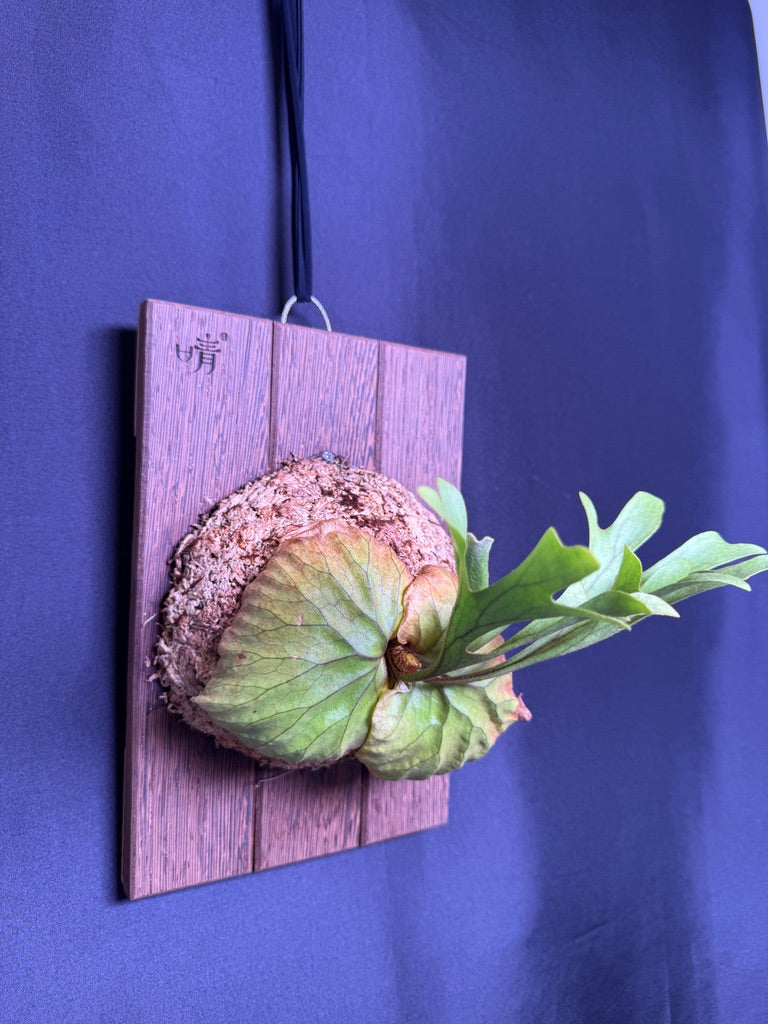 Platycerium ridleyi mounted