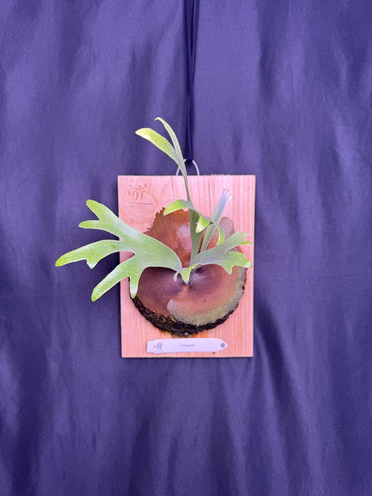 P.popcorn - Offset from Mother Plant - POP-01