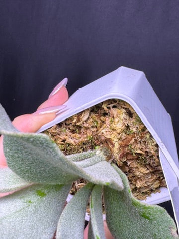 Platycerium 'Unicorn' sporeling potted