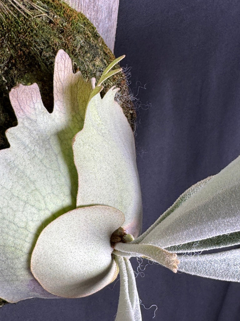 P. veitchii 'Auburn River' - Offset from Mother Plant - AR-06