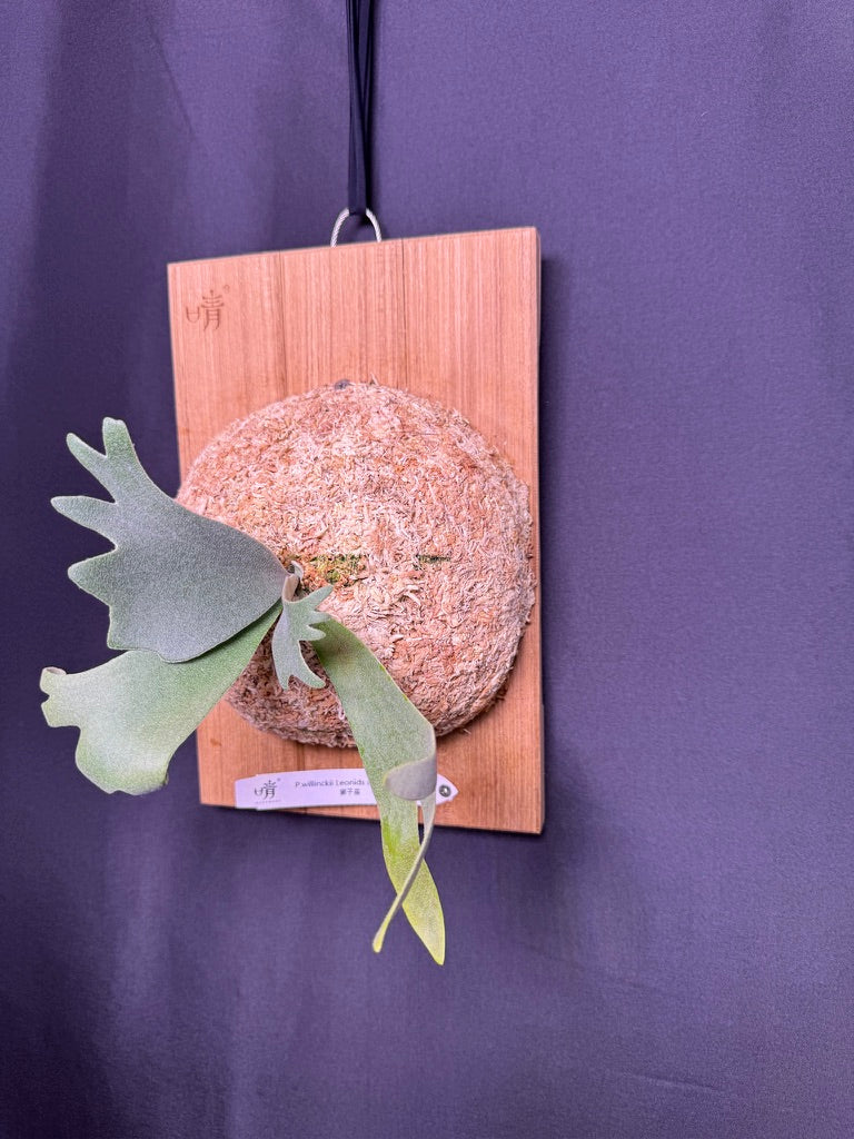 P.willinckii 'Leonids' sporeling - LEO-03