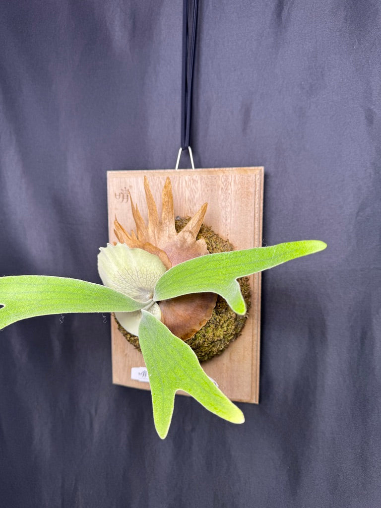 P. willinckii ‘Little Crown’ × ‘Katsu’ sporeling- LK-01