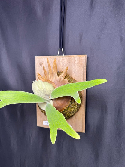P. willinckii ‘Little Crown’ × ‘Katsu’ sporeling- LK-01