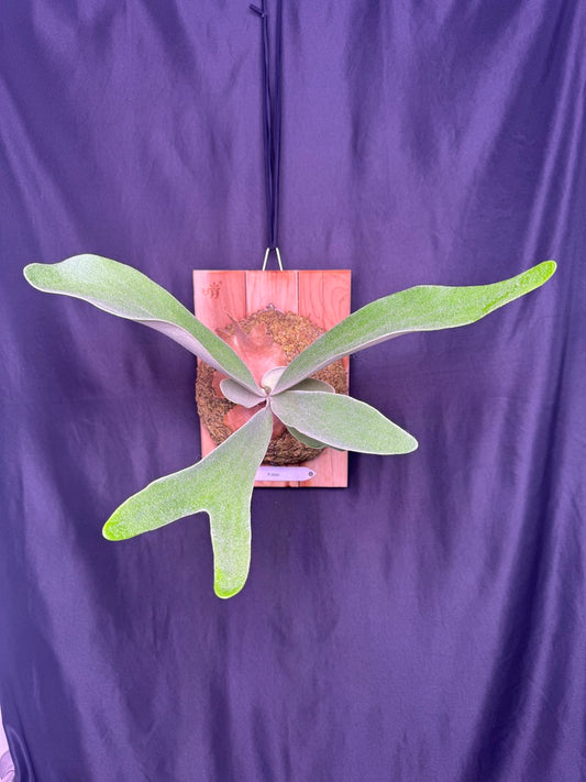 P. Akki -Mounted offset from Mother Plant - A-02