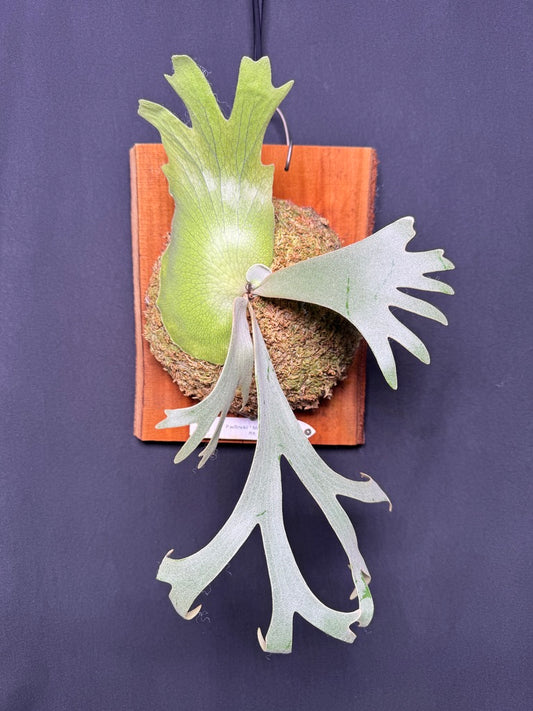 P. willinckii ‘Moonlight’ - Offset from Mother Plant  - ML - 01