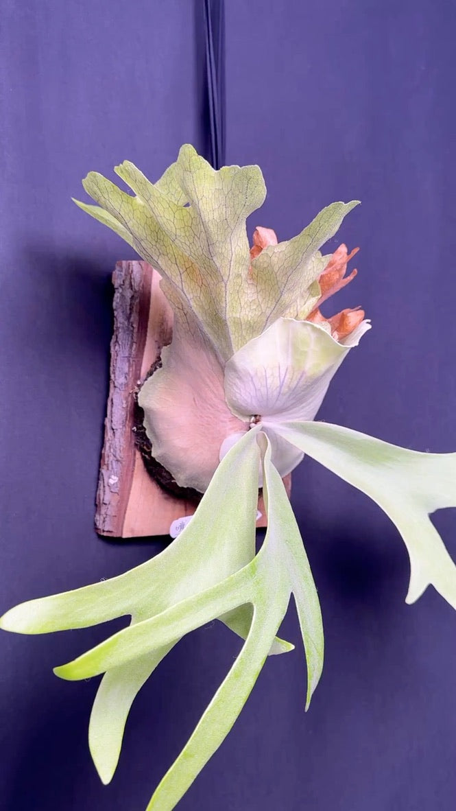 P. willinckii ‘Solana’- SO-01