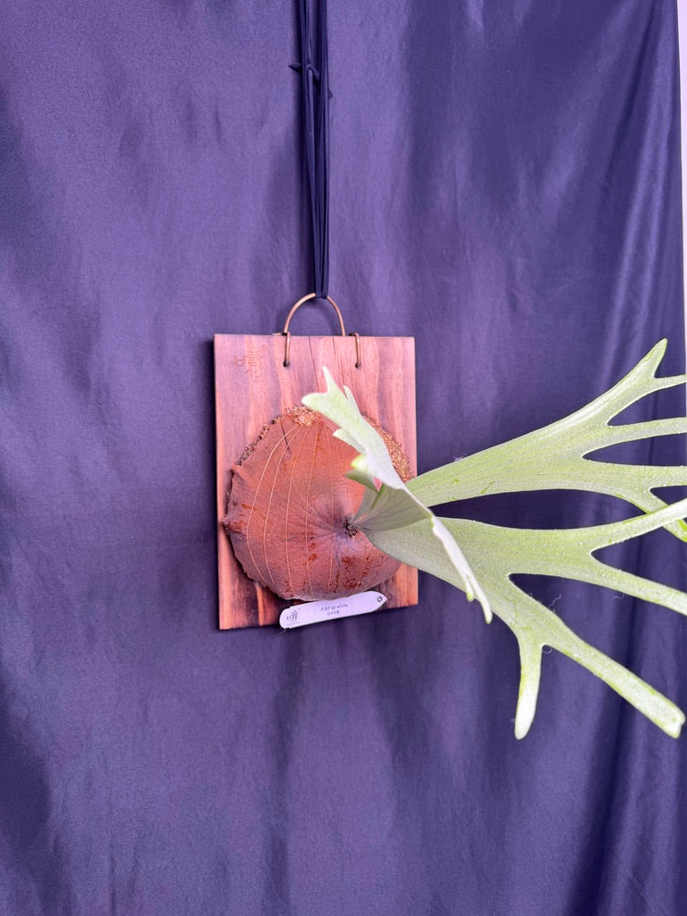Platycerium bifurcatum 'sp white' - Offset from Mother Plant