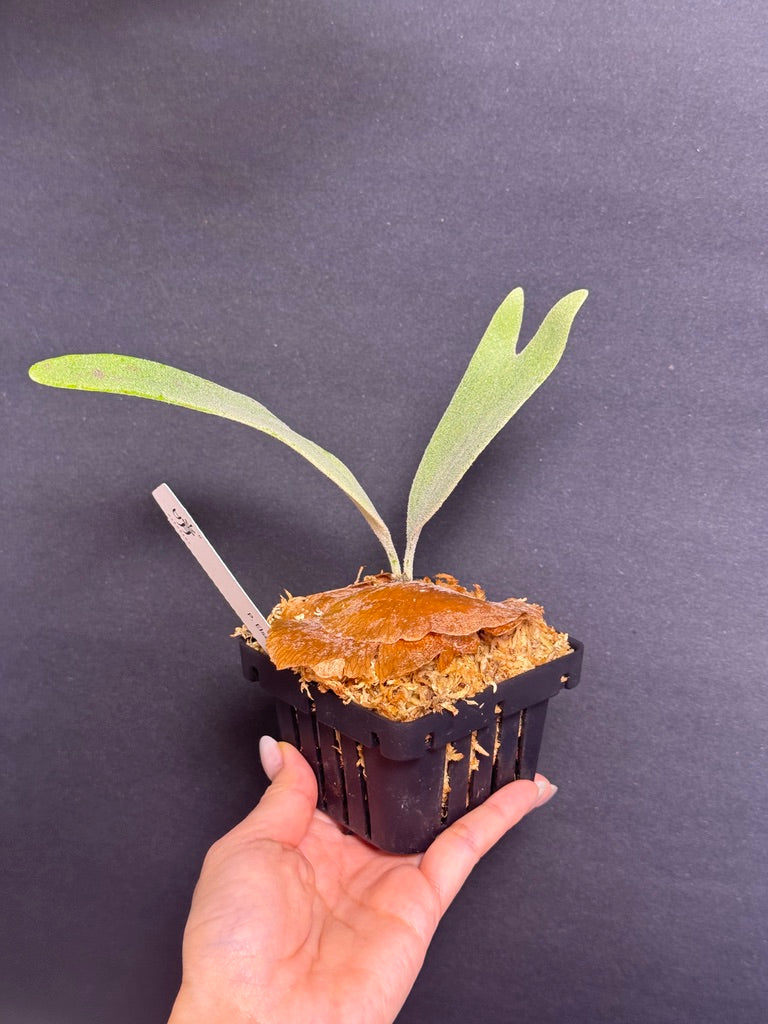 P.'Elsa' - Offset from Mother Plant - ELS-02