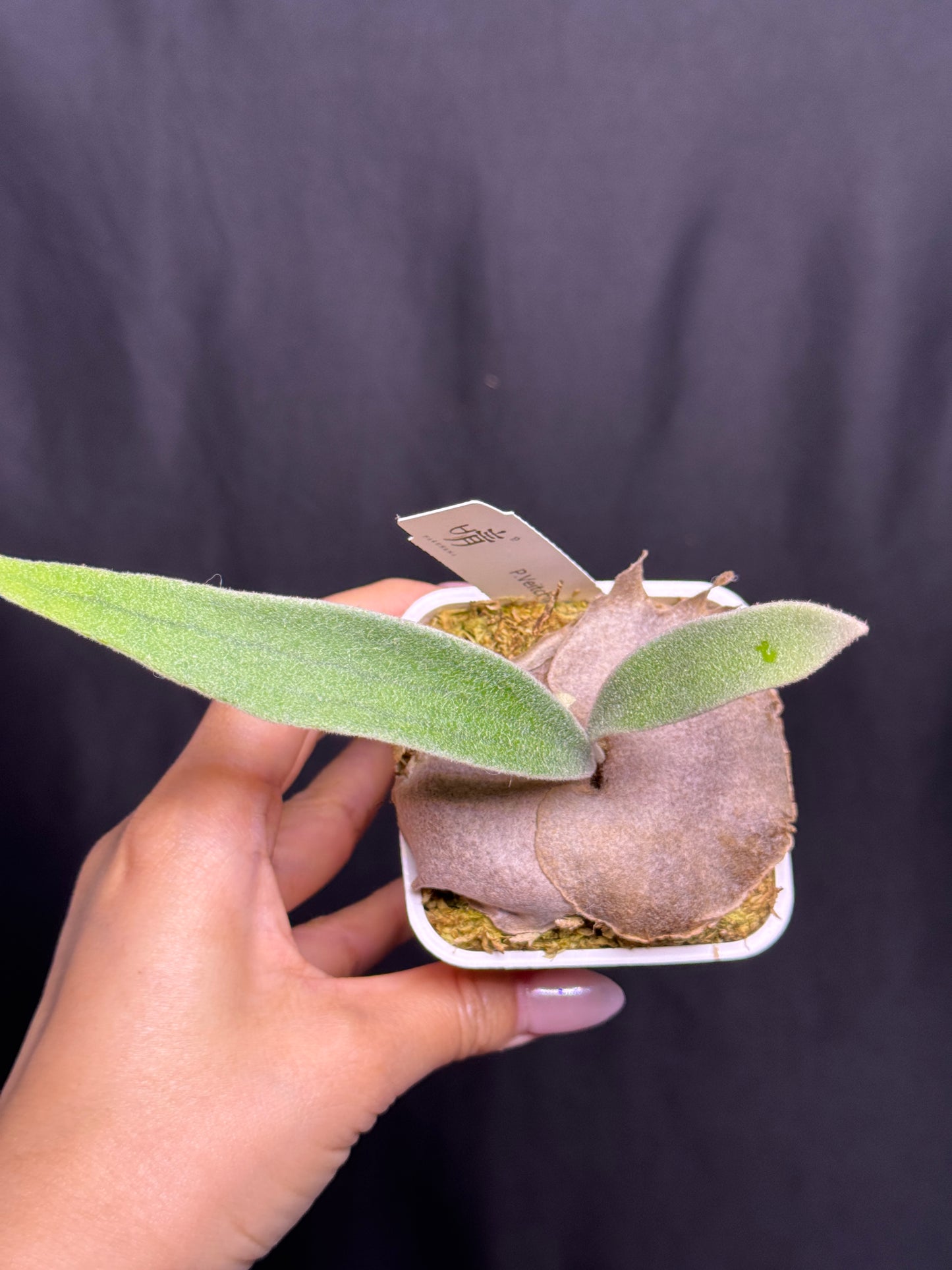 P. veitchii 'Auburn River' - Potted offset - AR-07