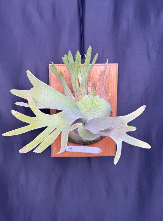 P. Pedro - Offset from Mother Plant - P -01