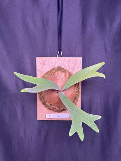 Platycerium bifurcatum 'sp white' - offset from Mother Plant - SPW-06