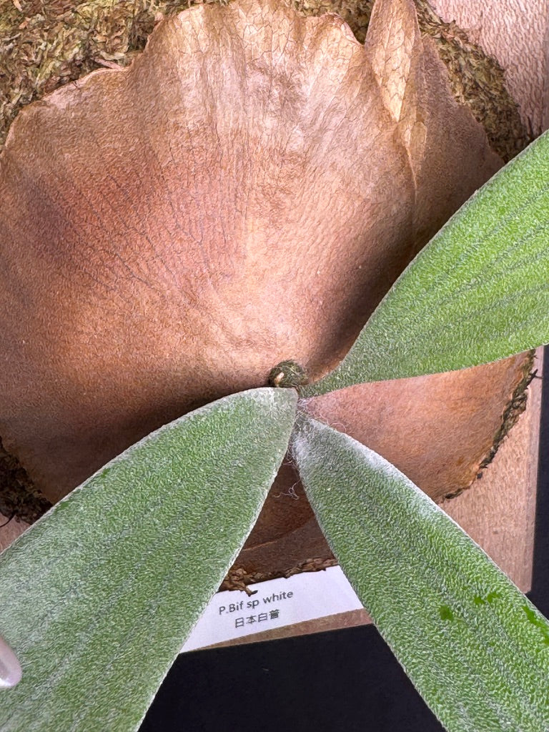 Platycerium bifurcatum 'sp white' - offset from Mother Plant - SPW-06