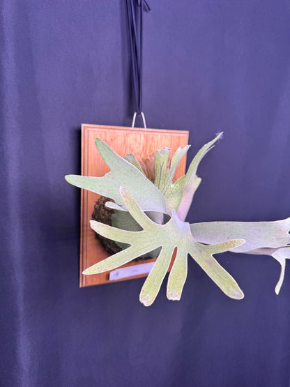 P. Pedro - Offset from Mother Plant - P -01