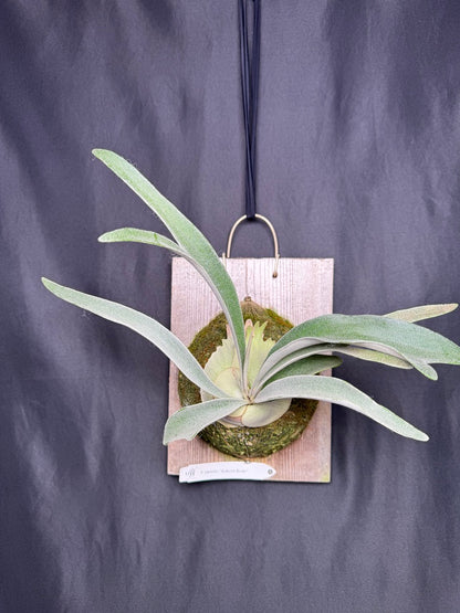 P. veitchii 'Auburn River' - Offset from Mother Plant - AR-06