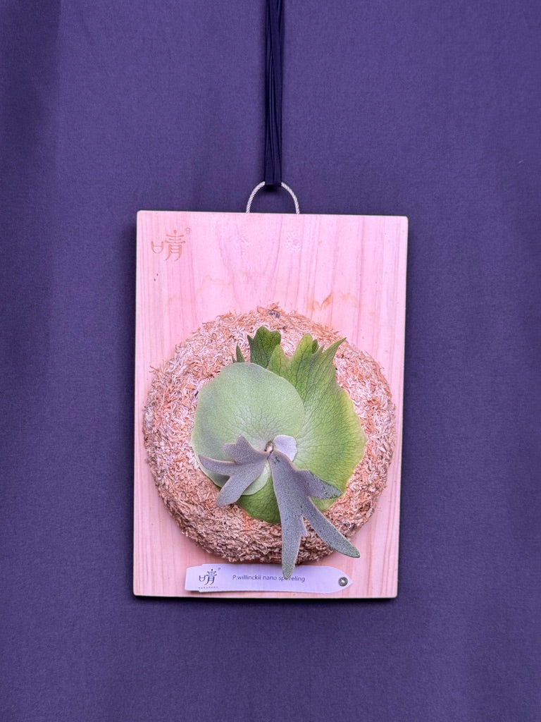 Platycerium willinckii 'Nano' sporeling mounted - NN07