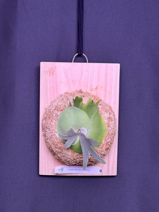 Platycerium willinckii 'Nano' sporeling mounted - NN07