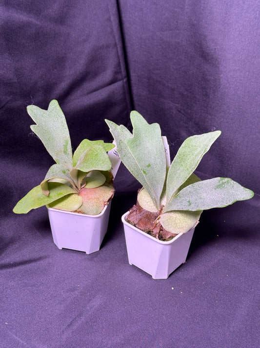 Platycerium 'Unicorn' sporeling potted • Ships Oct 13