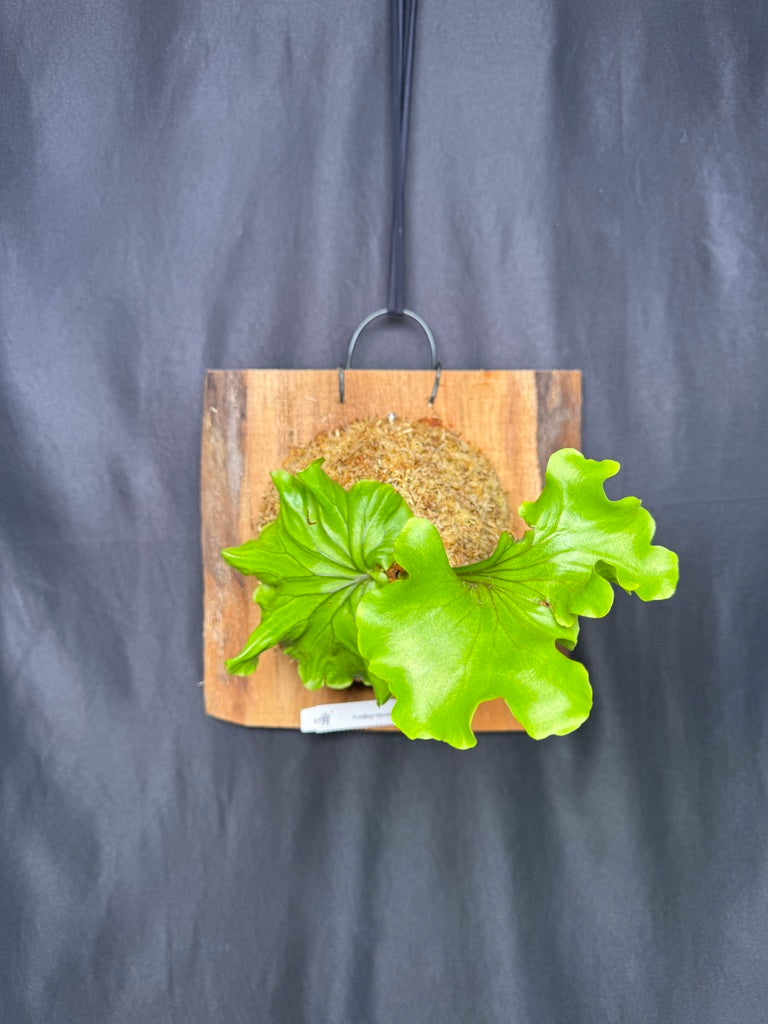 Platycerium ridleyi 'Monkey King' mounted pup -MK03