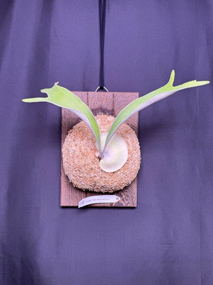 Platycerium veitchii 'High Finger' sporeling - HF - 01