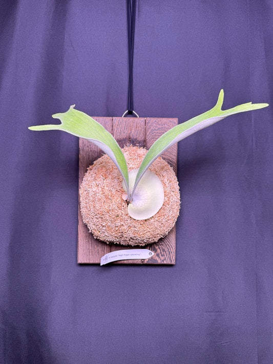 Platycerium veitchii 'High Finger' sporeling - HF - 01