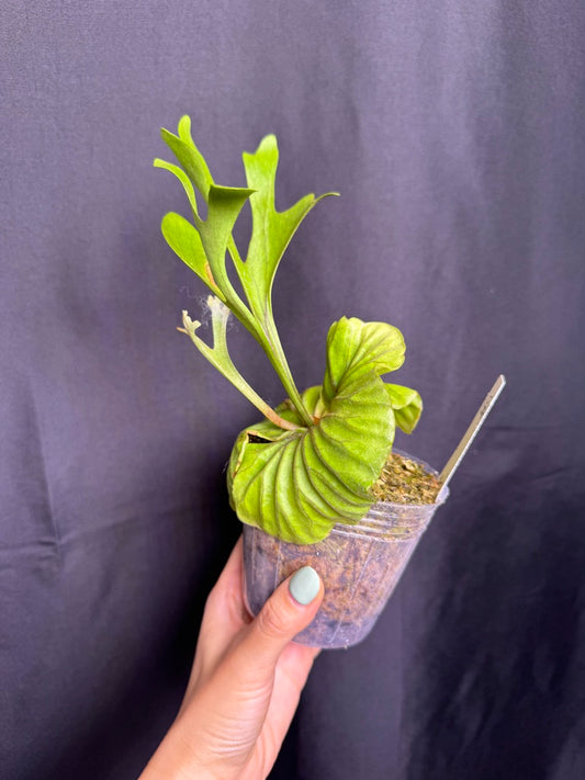 Platycerium ridleyi potted