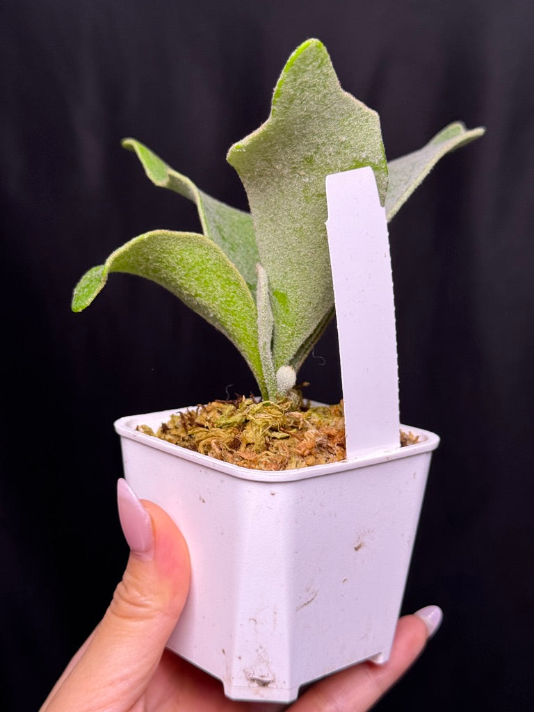 Platycerium ‘Unicorn’ × ‘Celso V02’ sporeling potted