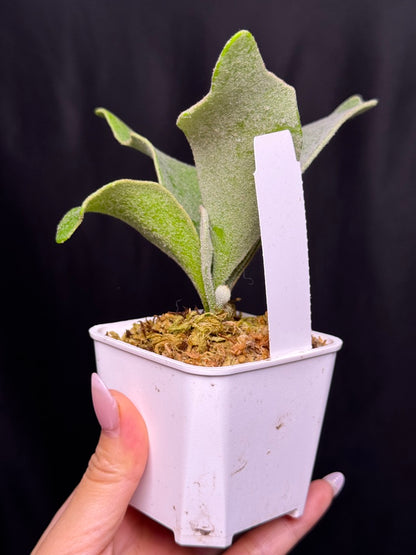 Platycerium ‘Unicorn’ × ‘Celso V02’ sporeling potted