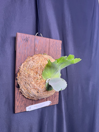 P. willinckii ‘Cotton Cloud’ - Offset from Mother Plant - CCS - 01
