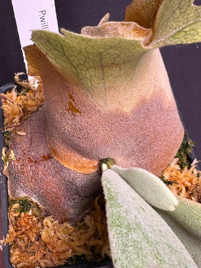 P. willinckii cv. ‘White Swan’ potted - Offset from Mother Plant - WS -02