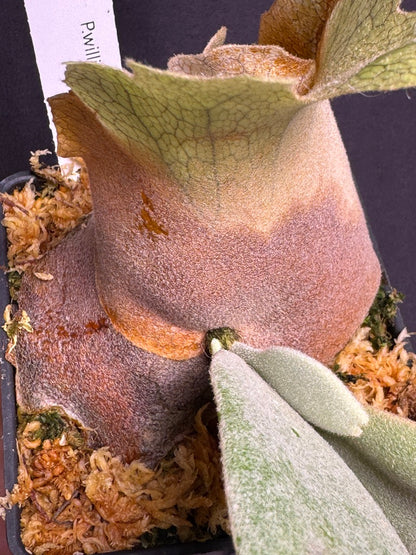 P. willinckii cv. ‘White Swan’ potted - Offset from Mother Plant - WS -02