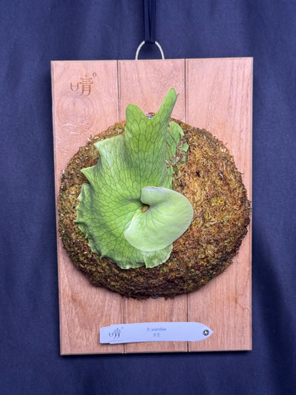 Platycerium wandae mounted pup