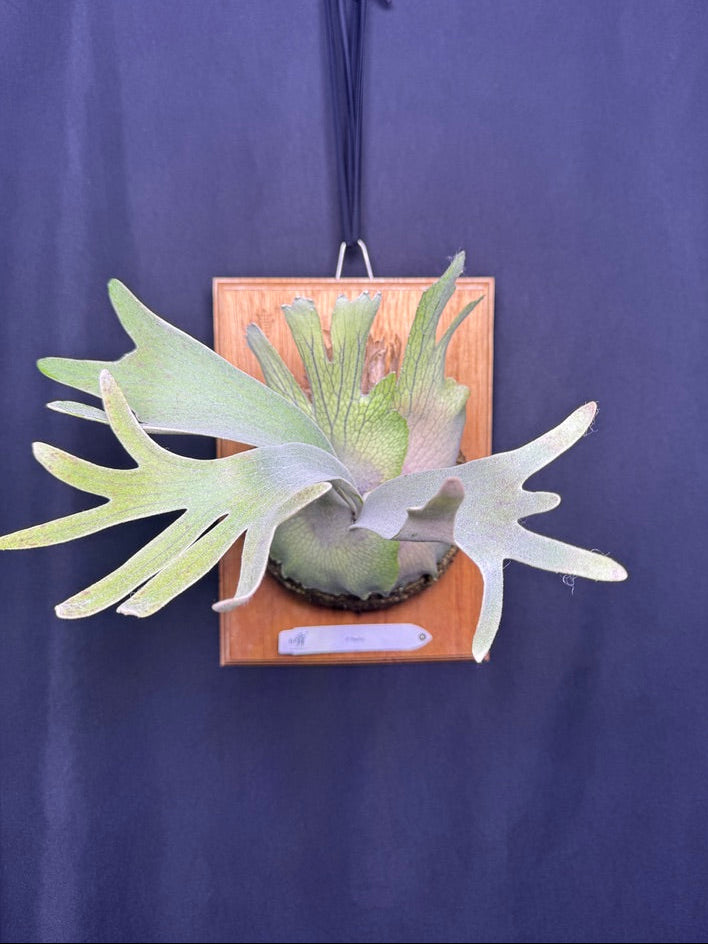 P. Pedro - Offset from Mother Plant - P -01