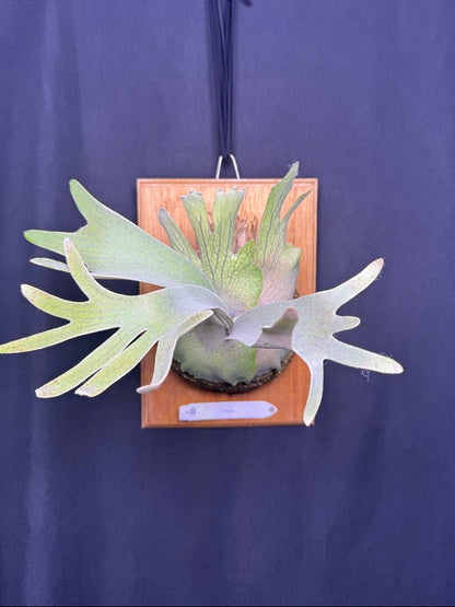 P. Pedro - Offset from Mother Plant - P -01