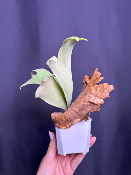 Platycerium willinckii ‘Moonlight’ sporeling  - ML - 03
