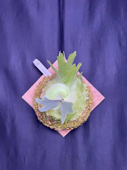 Platycerium willinckii Omega - Offset from Mother Plant - OME-02