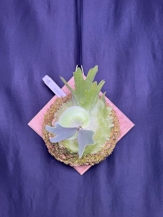 Platycerium willinckii Omega - Offset from Mother Plant - OME-02