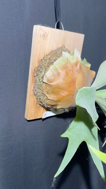 P.'Woot #9' - Offset from Mother Plant - WO9-01