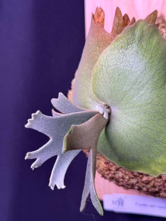 Platycerium willinckii 'Nano' sporeling mounted - NN07