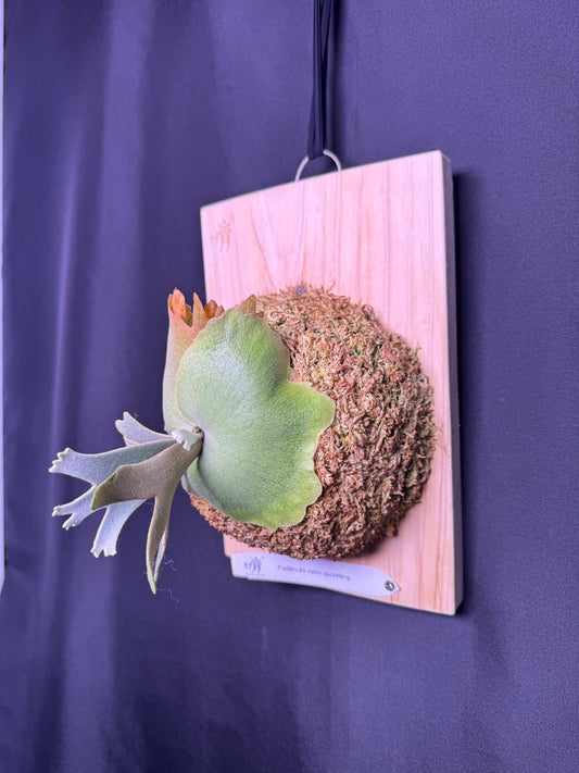 Platycerium willinckii 'Nano' sporeling mounted - NN07