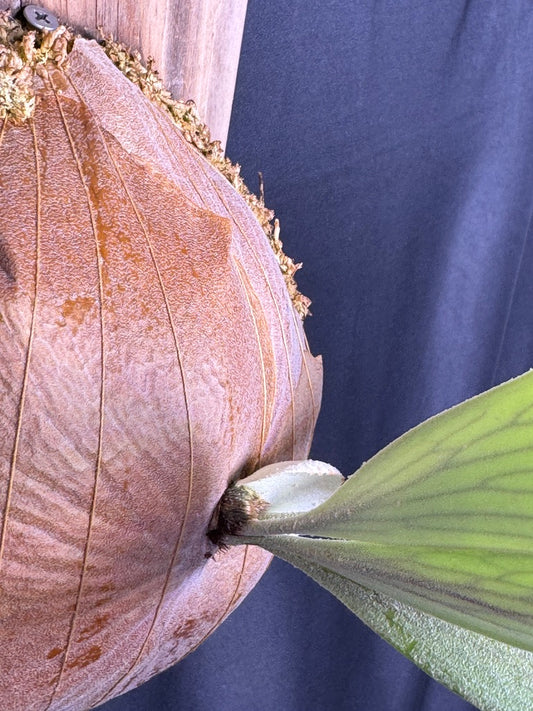 Platycerium bifurcatum 'sp white' - Offset from Mother Plant - SPW-10