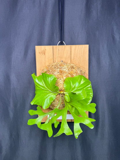 Platycerium ridleyi mounted