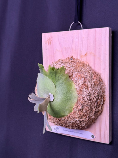 Platycerium willinckii 'Nano' sporeling mounted - NN07