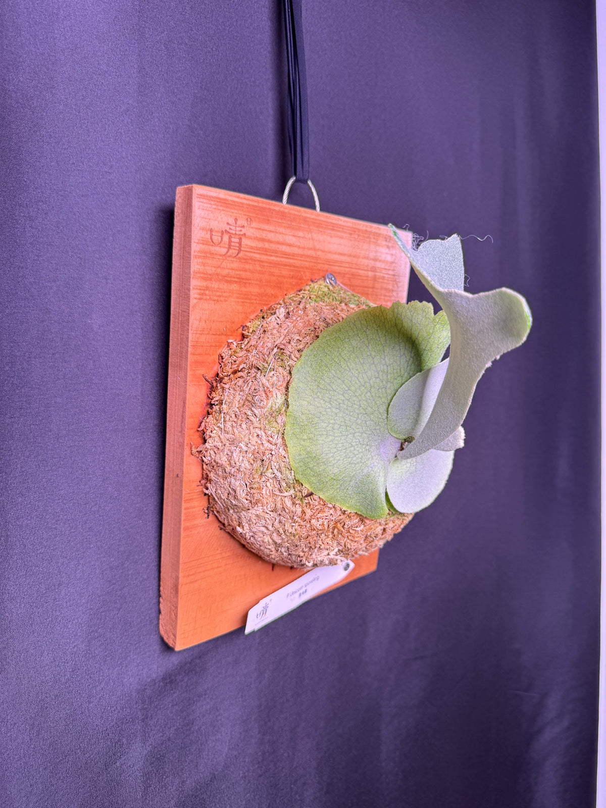 Platycerium 'Unicorn' sporeling mounted -UNI-02