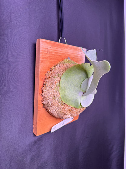 Platycerium 'Unicorn' sporeling mounted -UNI-02
